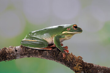 The White-lipped Tree Frog (Nyctimystes infrafrenatus) is found in Papua, Indonesia. Other common names is the Giant Tree Frog.