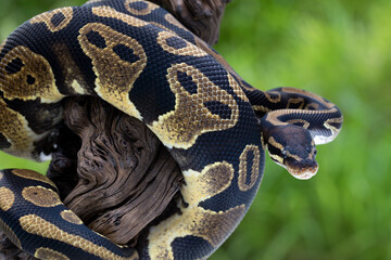 The Ball Python (Python regius) also called the Royal Python, is a python species native to West...