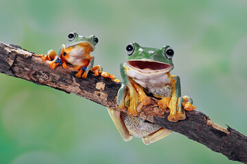Two Flying frogs (Rhacophorus reinwardtii) on tree branch. One frog is laughing while the other is frowning.