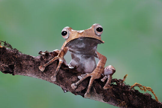 Borneo Eared Frog (Polypedates otilophus) native to Borneo Indonesia.