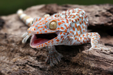 The Tokay Gecko (Gekko gecko) on wood.
