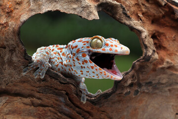The Tokay Gecko (Gekko gecko) on wood. - obrazy, fototapety, plakaty