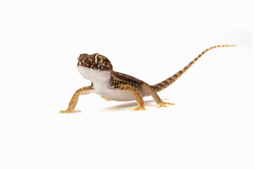 Sand Gecko (Stenodactylus petrii) on white background.