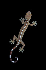 White-lined gecko (Gekko vittatus) on black background.