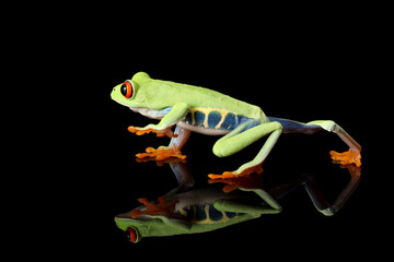Red-eyed Tree Frog (Agalychnis callidryas) and its reflection.