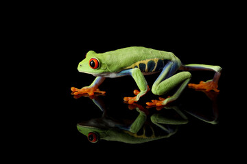 Red-eyed Tree Frog (Agalychnis callidryas) and its reflection.