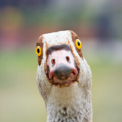 Portrait of a funny nile goose looking at the camera - obrazy, fototapety, plakaty
