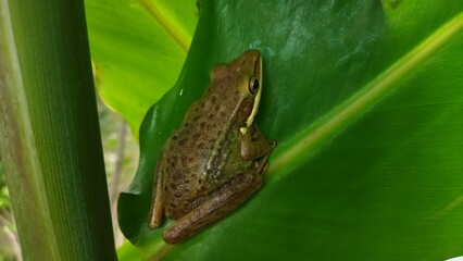 Hylarana chalconota perched on a green leaf