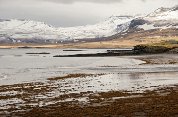 Bay on the northern shore of Snaefellsnes peninsula, with seaweed, sand and snowcovered mountains