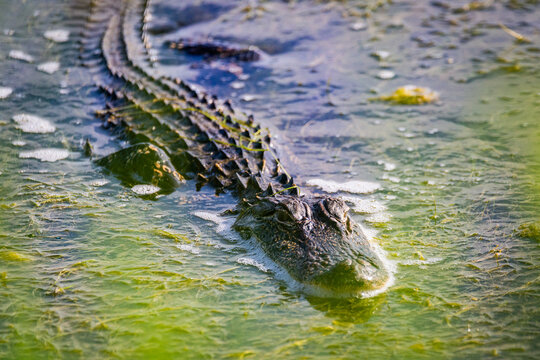 Gator