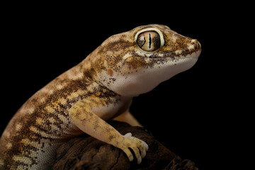Closeup head of Sand Gecko (Stenodactylus petrii) 