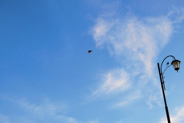 A figured lantern and a flying bird silhouetted against a blue sky with clouds. Urban poetry