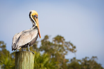 Perched