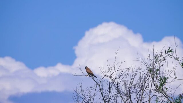 Naumann's kestrel (Falco naumanni) or kestrel (Falco tinnunculus) on dry branch over river. Middle Siberia