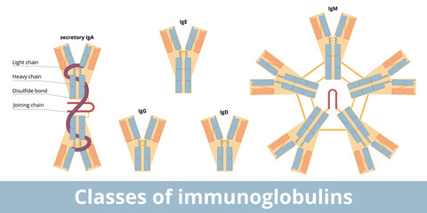 Classes of immunoglobulins. The five main classes of antibodies (immunoglobulins): IgG, IgA, IgD, IgE, and IgM. Structural variations of the H chains, basic kinds of L chains.