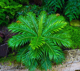 Silver lady or Dwarf tree fern (Blechnum gibbum), Blechnaceae.