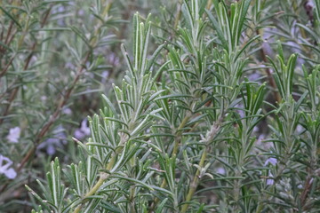 Rosemary Plant with young leaves closeup. Rosemary Plant brunches macro with new light green ends.