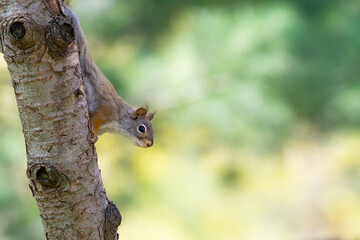 Close-up of a grey squirrel climbing down a tree.