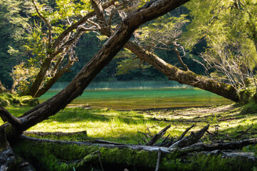 Trees forming an arch in an enchanted forest with a turquoise and green river in the background. Arrayanes River, Los Alerces National Park