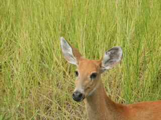 Marsh deer