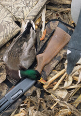 A mallard harvested in a cut corn field 