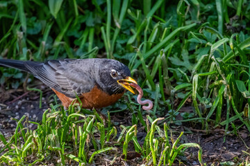An American robin capturing a worm.