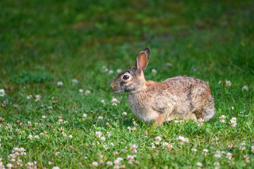 Naklejka na ściany i meble Close-up of a cottontail rabbit.