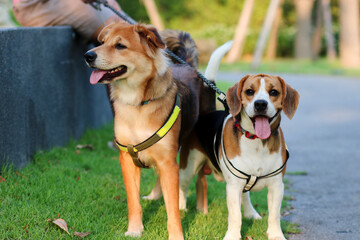 Dogs enjoy playing in the park outdoor with owner. Beagle. Thai dog.