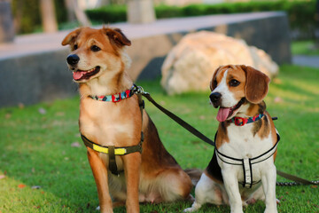 Dogs enjoy playing in the park outdoor with owner. Beagle. Thai dog.