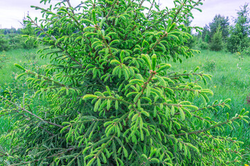 Green spruce in the forest. A genus of coniferous evergreen trees of the Pine family (Pinaceae). Evergreen trees. Nature in the forest.