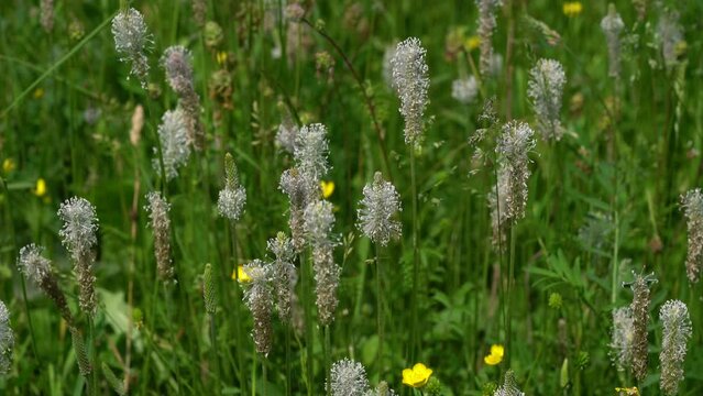 Ribwort Plantainin slight breeze (Plantago lanceolata) - (4K)