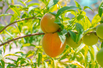 Duraznos colgados de una rama de un arbol con hojas verdes a detalle