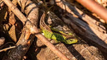 Lacerta agilis, sand lizard, on a sunny summer day near Landau, Isar, Bavaria, Germany