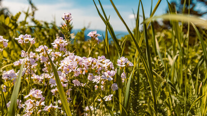 Cardamine pratensis, cuckoo flower, at the famous Hohenbogen summit, Bavarian forest, Bavaria, Germany