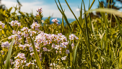 Cardamine pratensis, cuckoo flower, at the famous Hohenbogen summit, Bavarian forest, Bavaria,...