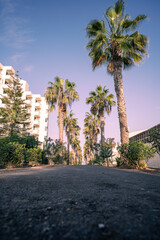Fototapeta na wymiar palm trees on a sunny day