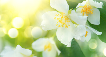 Fototapeta na wymiar Jasmine flowers closeup. White Jasmin flowers blooming in spring garden. Aroma therapy, fragrant tea, perfume ingredient. Botany background. 