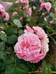 pink dream

pink roses in garden