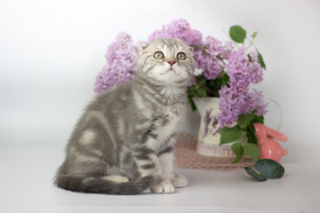 Scottish Fold kitten on the white background wiht lilac flowers
