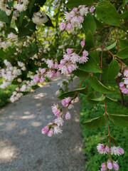 garden blowing
background