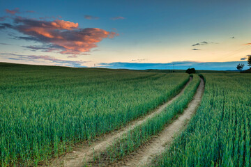 Fototapeta na wymiar Idyllic sunset over the wheat field in Poland