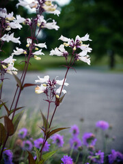  Close up Aster - Spring Flowers