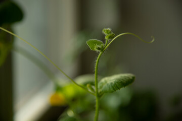 Home Gardening - Growing melon  in a pot indoors