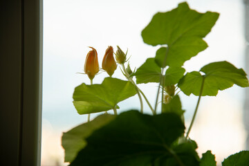 Home Gardening - Growing zucchini in a pot indoors