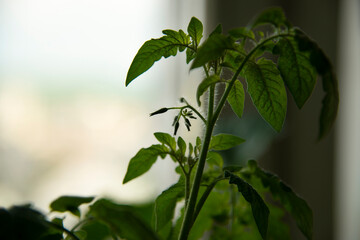 Home Gardening - Growing cherry tomato in a pot indoors