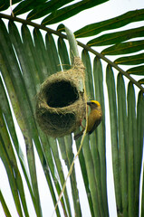 Beautiful yellow headed baya weaver or Asian golden weaver birds nesting in the tree, selective focus images.