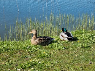 Male and female mallards on a meadow