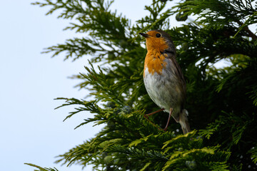 Rotkehlchen, Robin