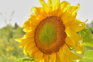 A sunflower blossomed in the middle of a field.