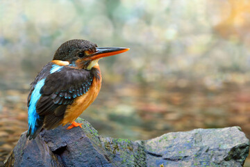 malay blue-banded kingfisher (alcedo peninsulae) lonely perching on rock on water stream waiting for its mate